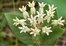 Asclepias ovalifolia