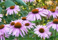 Echinacea angustifolia