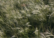 Hesperostipa comata