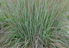 Schizachyrium scoparium