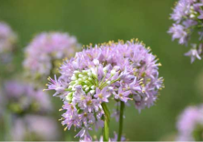 allium stellatum